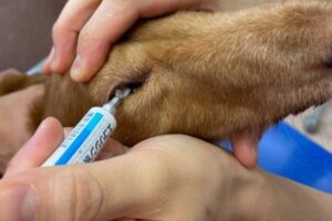 眼軟膏の使い方 草津犬猫病院 滋賀県草津市の動物病院