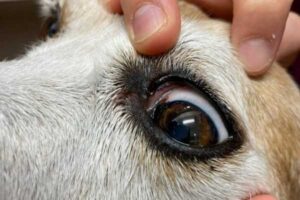 眼軟膏の使い方 草津犬猫病院 滋賀県草津市の動物病院