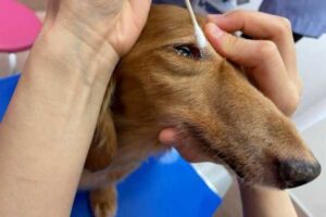 眼軟膏の使い方 草津犬猫病院 滋賀県草津市の動物病院