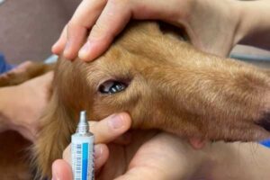 眼軟膏の使い方 草津犬猫病院 滋賀県草津市の動物病院