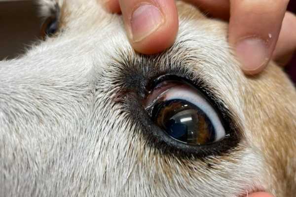 眼軟膏の使い方 - 草津犬猫病院（滋賀県草津市の動物病院）