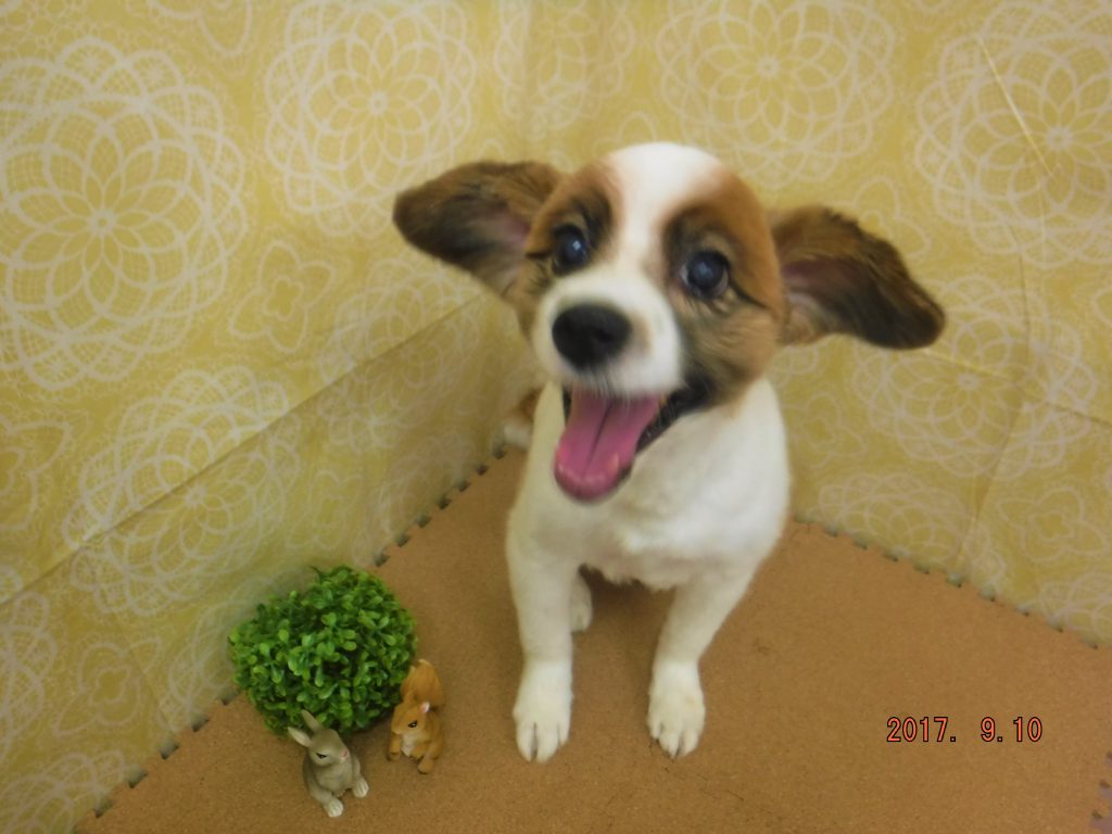 土井ピンキー17 9 10 草津犬猫病院 滋賀県草津市の動物病院