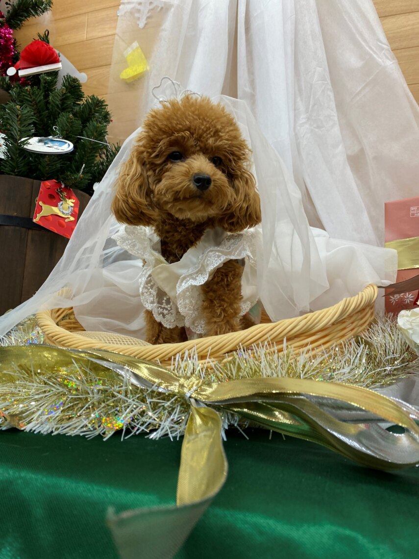 新たな家族　ジェシーちゃん🐩